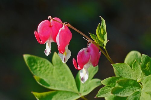 bleeding heart  gartenstaude  spring