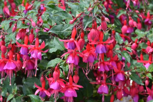 bleeding heart flower pink