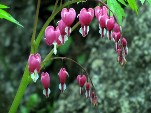 bleeding heart spring flowers flowers