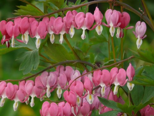 bleeding heart ornamental plant flower