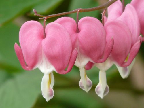 bleeding heart ornamental plant flower