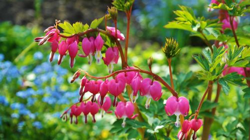 bleeding heart flowers pink