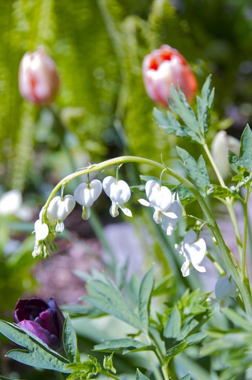 bleeding heart white flower