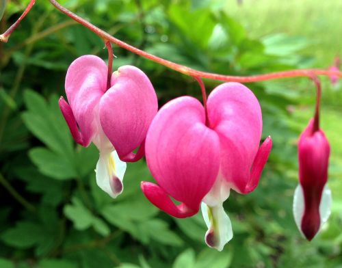 bleeding heart pink flower