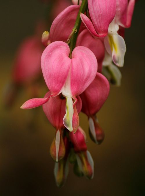 bleeding hearts lamprocapnos spectabilis rhizomatous perennial plant