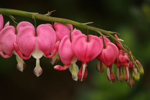 bleeding hearts lamprocapnos spectabilis pink flowers