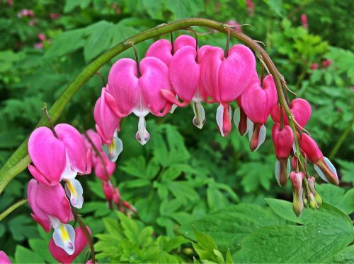 bleeding-hearts flowers spring