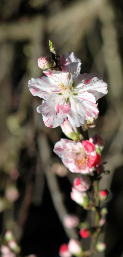 Blended Color Peach Flower