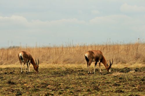 blesbok antelope animal