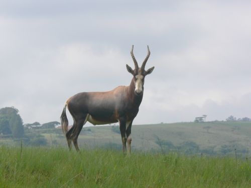 Blesbok Antelope