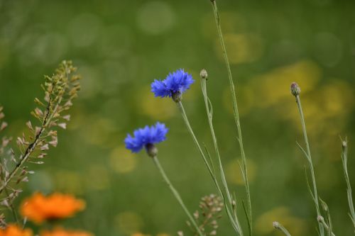 Flowers In The Fields