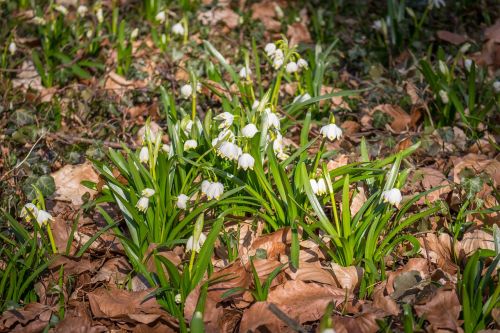 blizzard nature plant