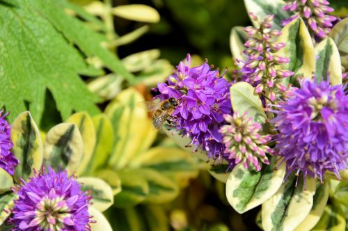 Flower And Bee