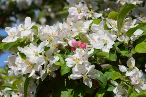 Floral