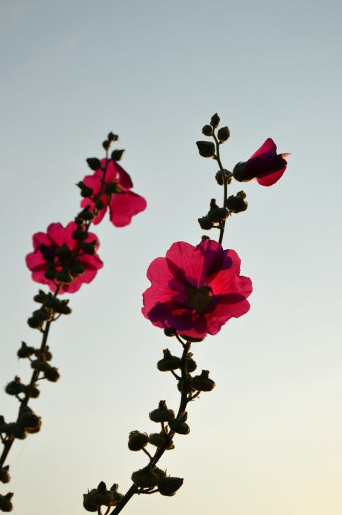 Floral