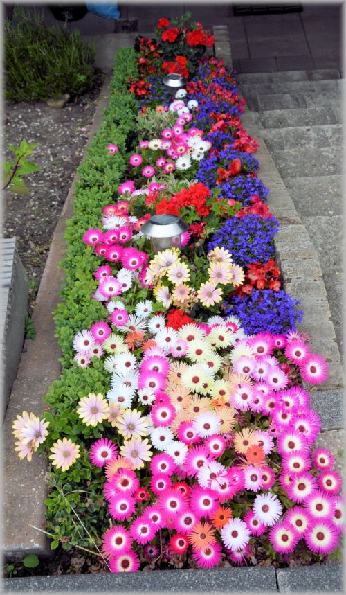 Dutch Flowers In Gardens