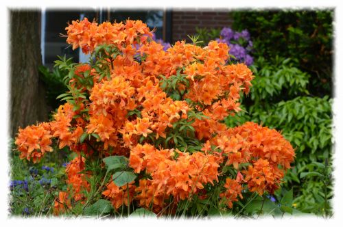 Dutch Flowers In Gardens 17