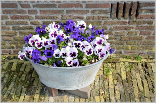 Dutch Flowers In Gardens 31