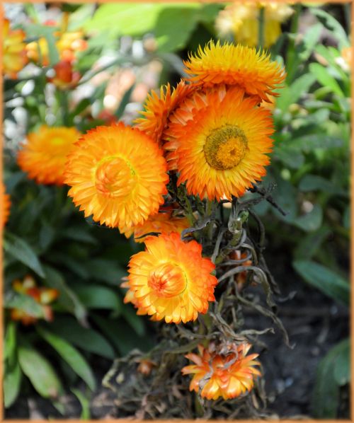 Dutch Flowers In Gardens 79