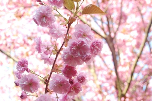 bloesemtak  spring  pink