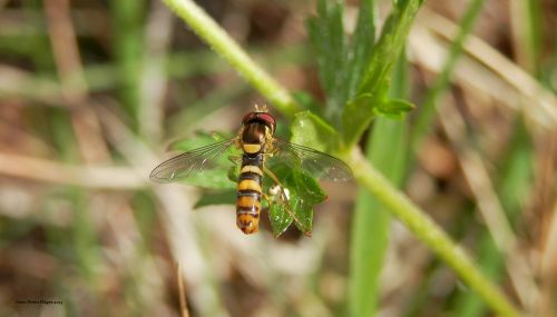 Hoverfly