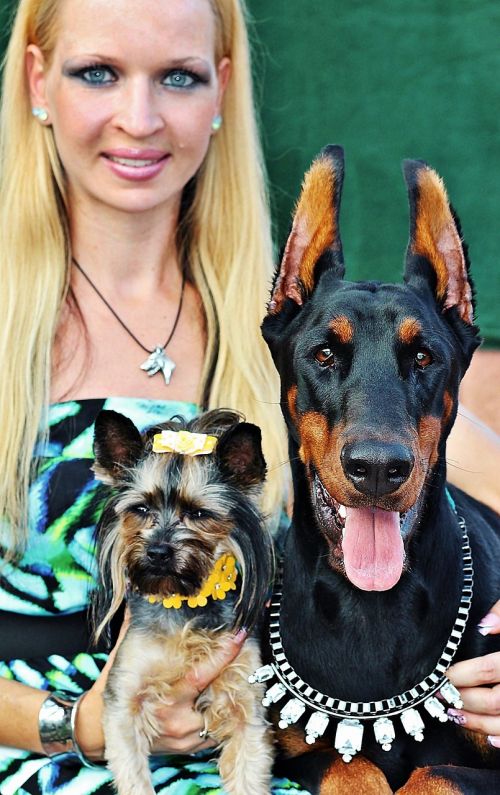 blonde woman yorkie doberman