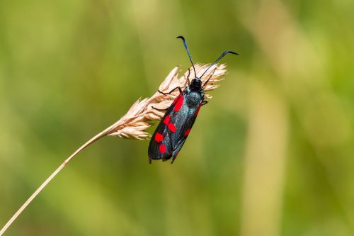 blood rotwidderchen insect