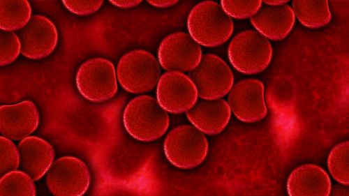 blood blood plasma red blood cells