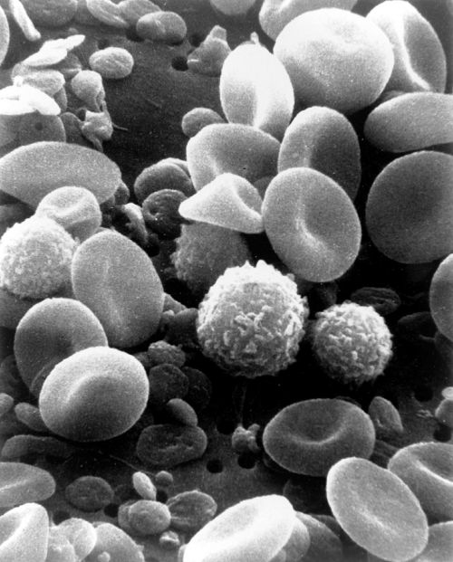 blood cells cells human