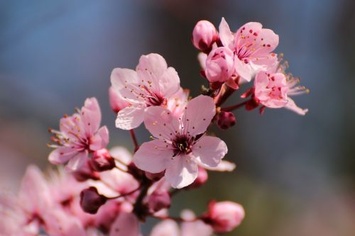 blood plum flowers spring