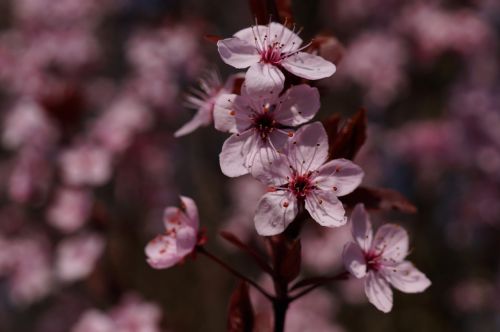 blood plum prunus cerasifera flowers