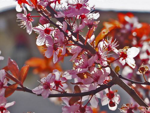 blood plum nature blossom