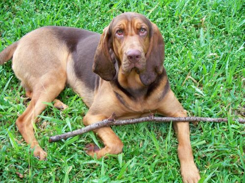 bloodhound dog liver