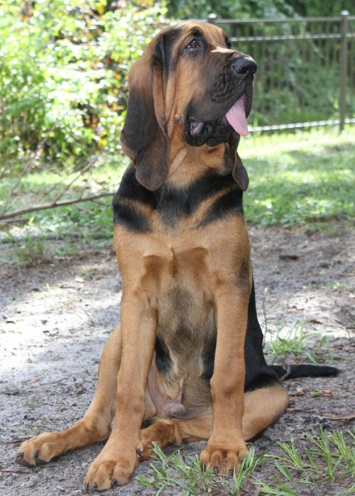 bloodhound black tan