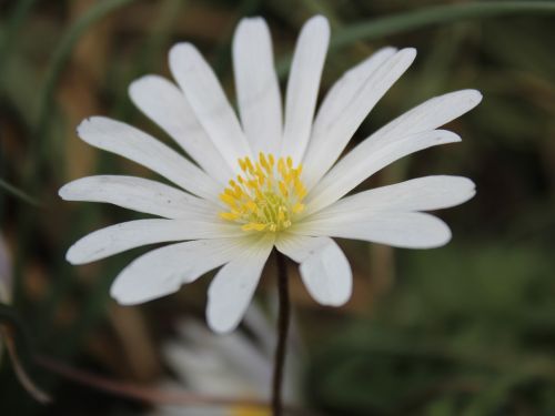 bloodroot sanguinaria canadensis blossom