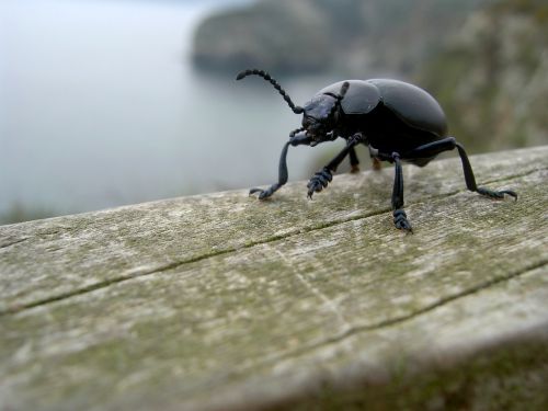 bloody-nosed beetle beetle timarcha tenebricosa
