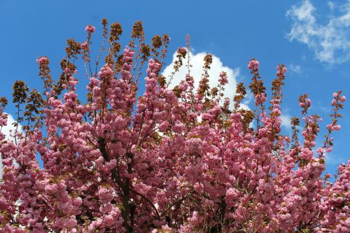 bloom spring flowers