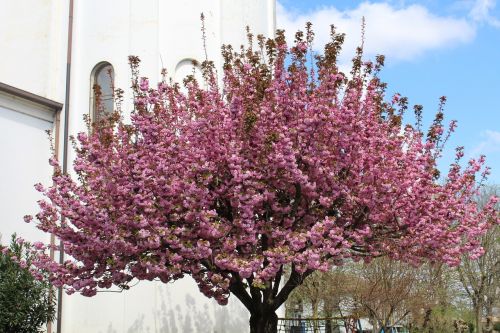 bloom tree spring