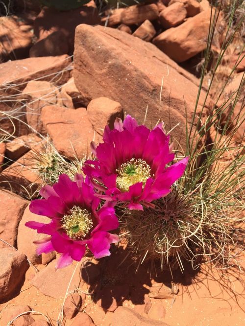 bloom flower magenta