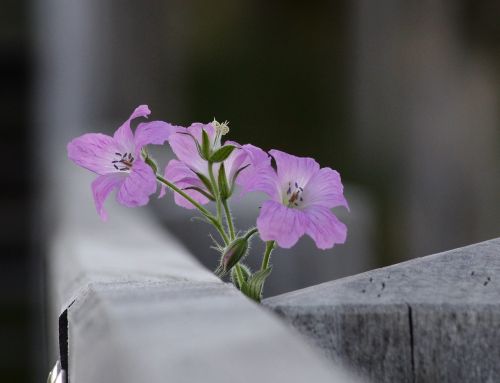 bloom flowers nature