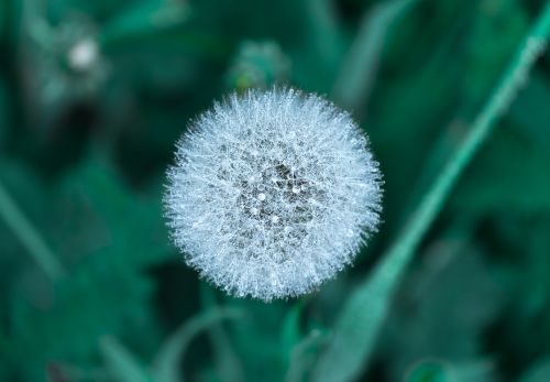 bloom blossom dandelion