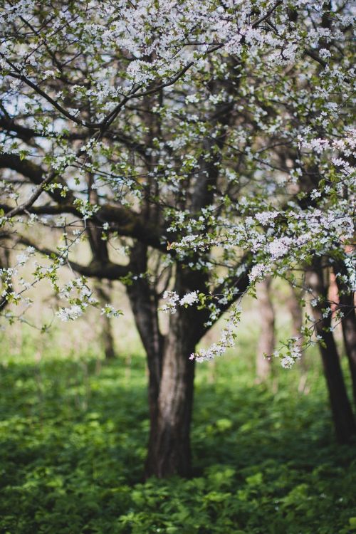 bloom blossom depth of field