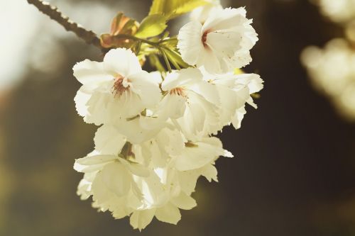 bloom blossom close-up