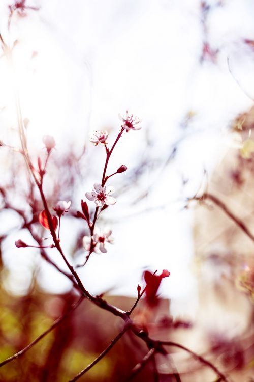 bloom blossom branches