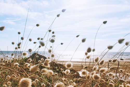 bloom blossom dandelions