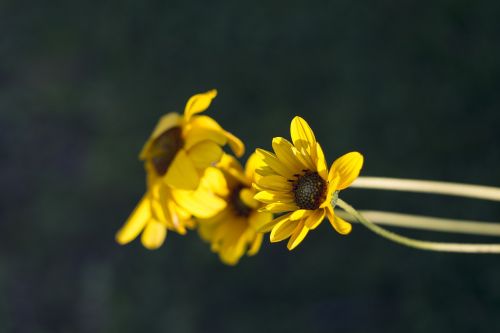 bloom flora flower