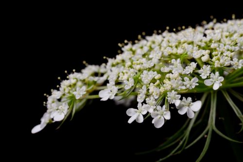 bloom blossom close-up