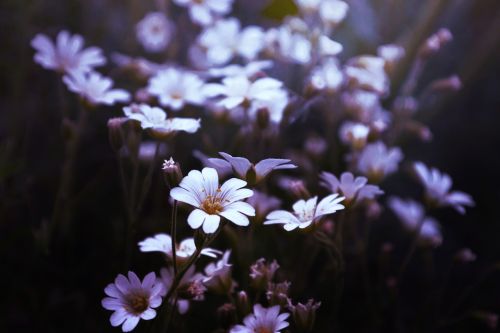 bloom blossom blur