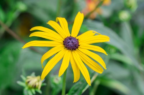 bloom yellow flower