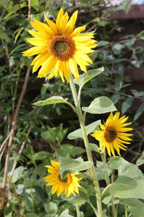 bloom flower sunflower